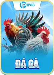 Đá gà ip88